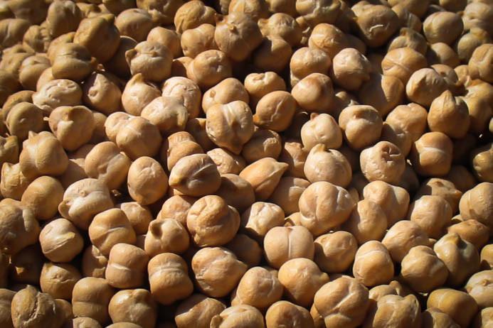 Image of Garbanzo Bean (Chickpea)