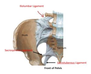 Pelvic Ligaments: The Uncomfortable Truth You Need to Know!