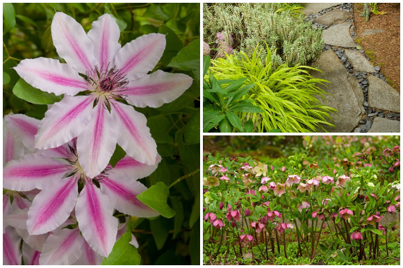 Clematis, Japanese forest grass, and hellebores