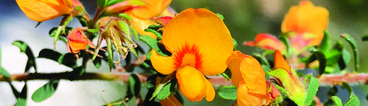 Native Pea Flower