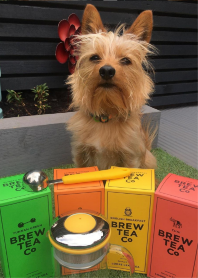 Dog with Brew Tea boxes