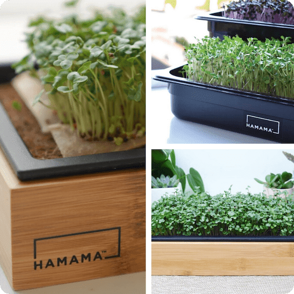 Hamama Microgreens Kit is your fail-proof indoor victory garden