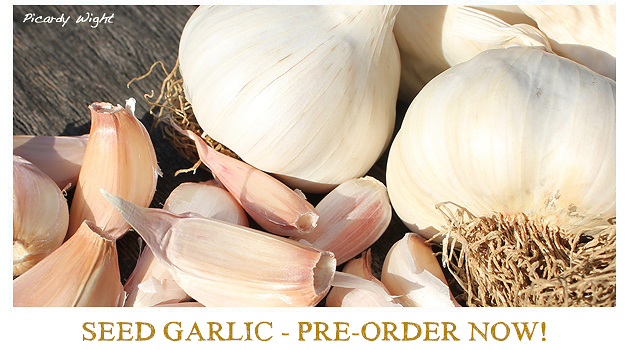 https://www.thegarlicfarm.co.uk/buy/garlic-for-growing?utm_source=Email_Newsletter&utm_medium=Retail&utm_campaign=CV_Jun20_2