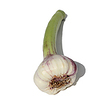 https://www.thegarlicfarm.co.uk/product/green-garlic-medium-bulbs?utm_source=Email_Newsletter&utm_medium=Retail&utm_campaign=CV_Jun20_2