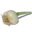 https://www.thegarlicfarm.co.uk/product/fresh-elephant-garlic?utm_source=Email_Newsletter&utm_medium=Retail&utm_campaign=CV_Jun20_2