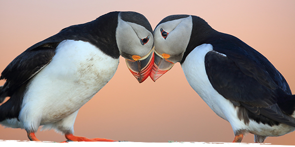 Two puffins rest their heads against each other