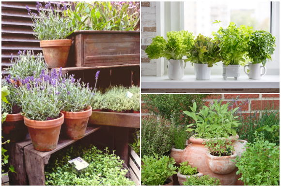 Herb garden planters and window sill herbs