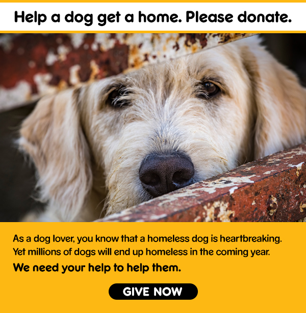 Help a Dog Get a Home. Please Donate.