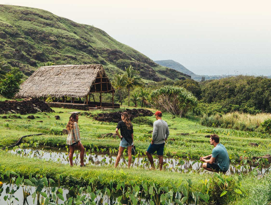 Image of people standing in a kalo lo‘i field in Hawai‘i.