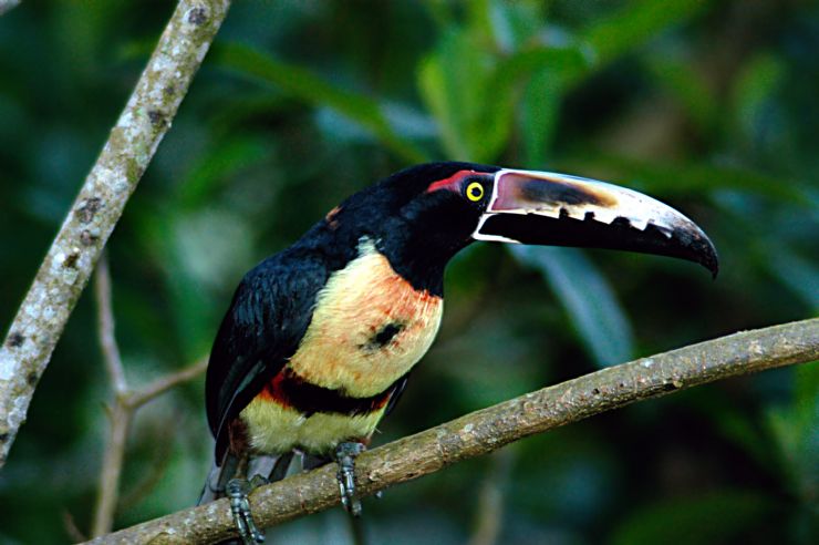 Costa Rica Birdwatching