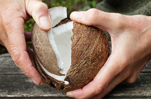 Cracking open a coconut