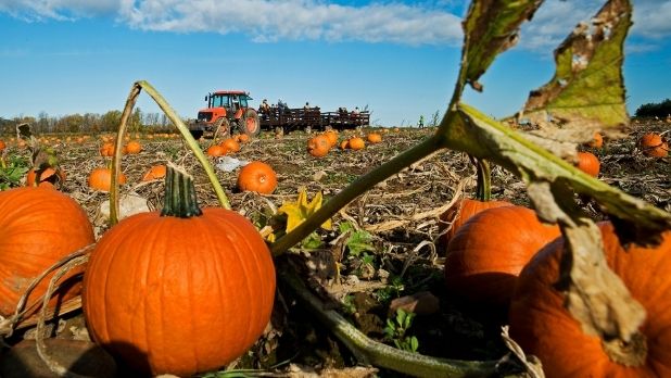 A pumpkin patch with a tractor in the background