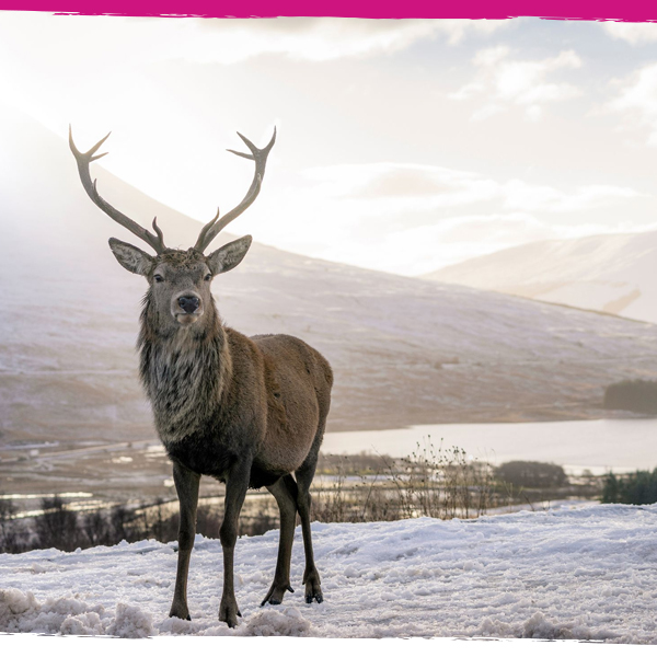 A red deer stag stands in the snow in front of a beautiful winter landscape