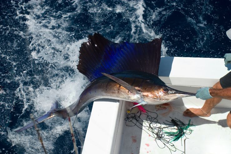 Catch & Release with a Sail Fish outside of Golfito