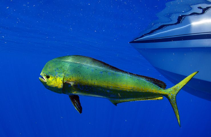 Dorado or Dolphin Fish swimming next to fishing boat