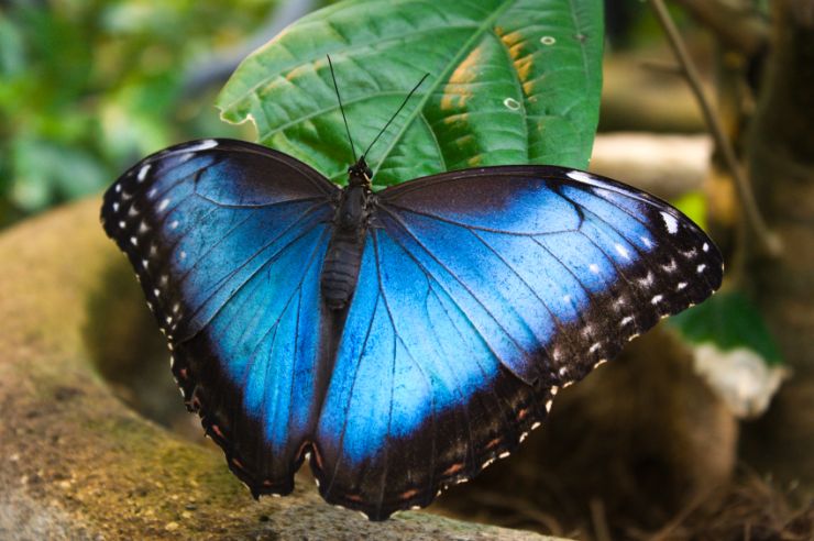 Costa Rica Butterflies