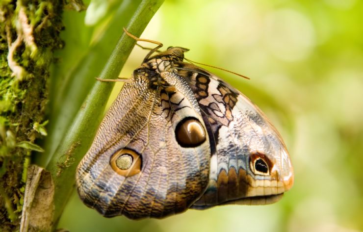 Butterflies in Monteverde