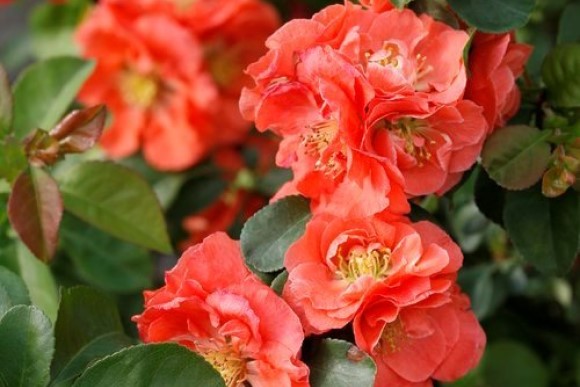 Double Take Peach flowering quince