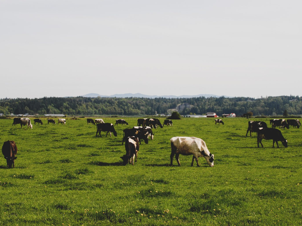 Animals grazing.