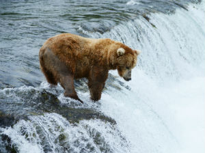 Bear in water fishing for fish