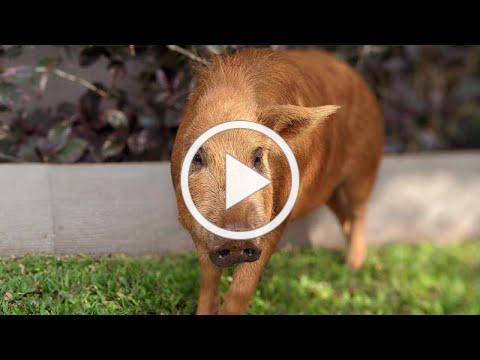 Penny the wonder Pig needs your help!