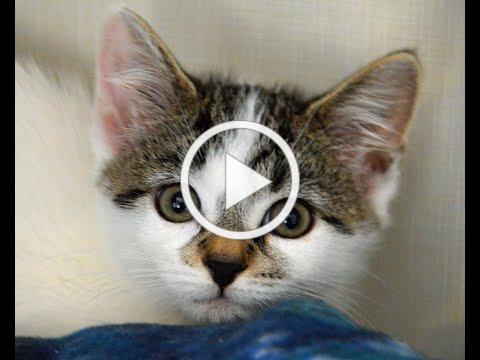 Be a Super Hero and foster a kitty!