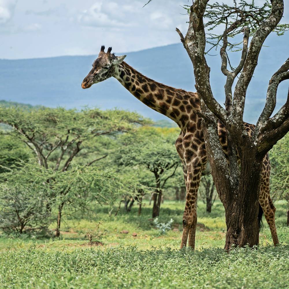 Giraffe in Serengeti