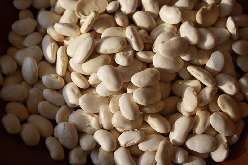 Image of Cassoulet (Tarbais) Bean