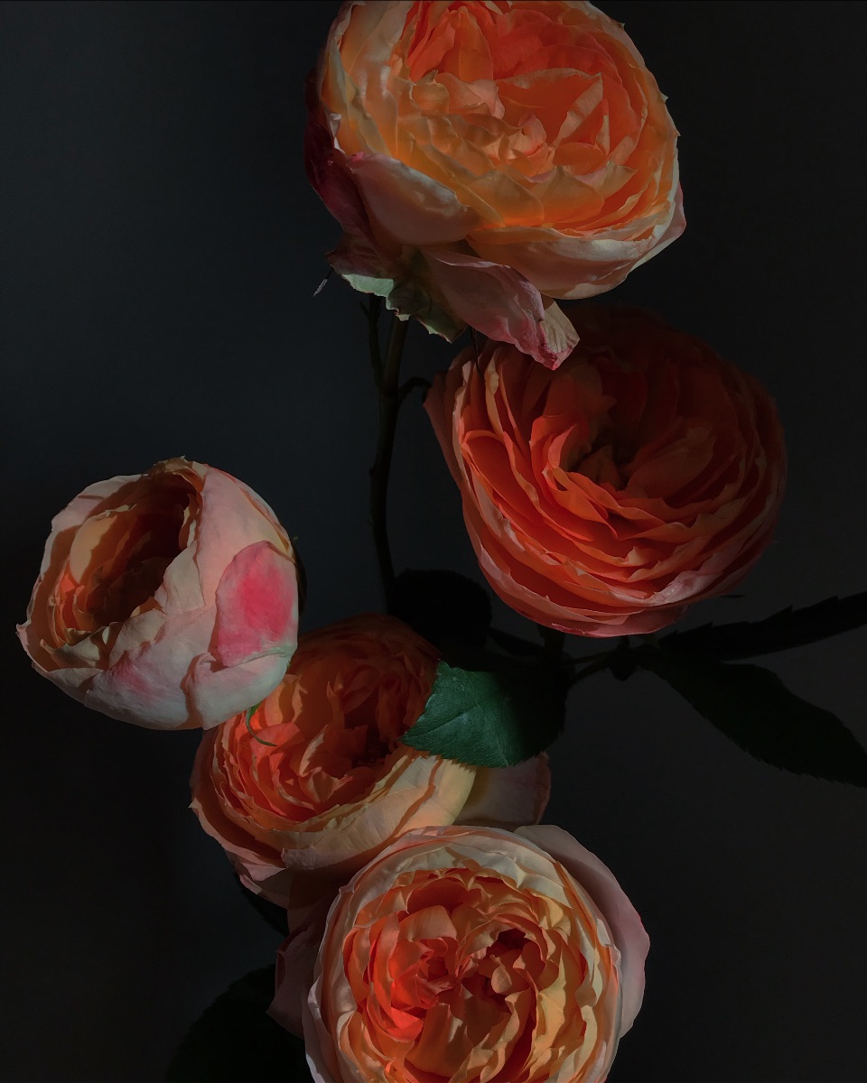A deep and dark romantic scene features five stems of gorgeous peach Juliet roses.