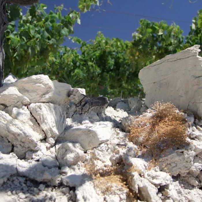 photo of Albariza soil