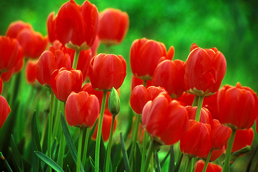 Red Tulips by Don Paulson 