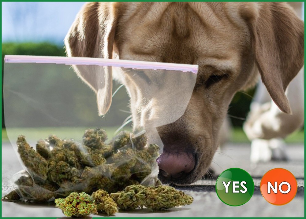 drug sniffing dogs and hemp