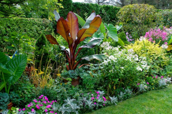Garden border with banana plant