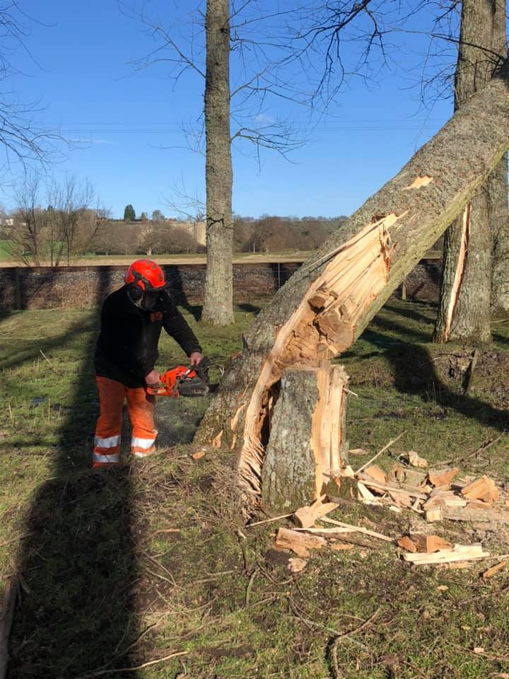 cutting down tree