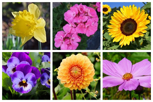 6 colorful flowers