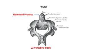 Transverse Ligament: A New Understanding that You Need to Know