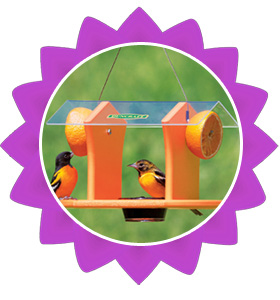 Duncraft Oriole Fruit and Jelly Cafe Feeder