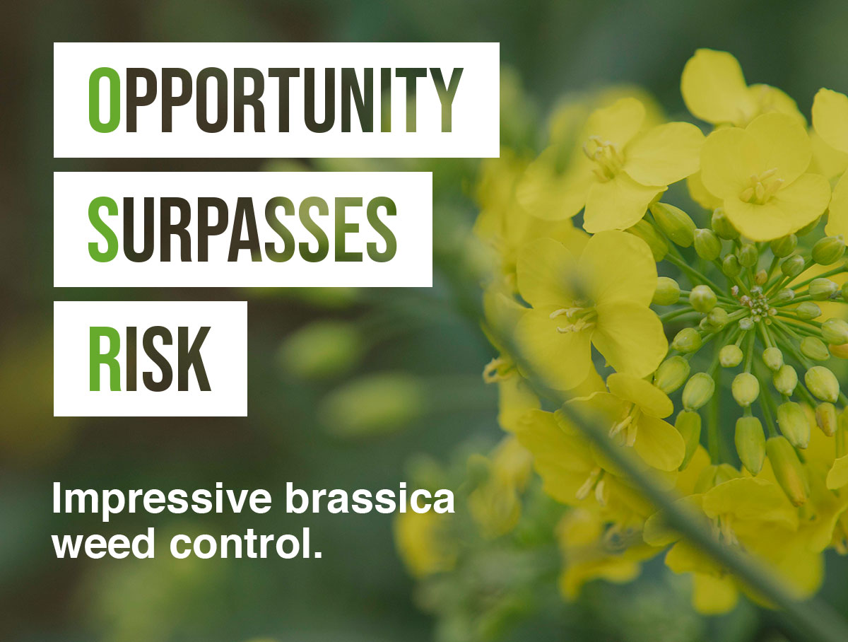 Opportunity Surpasses Risk. Impressive brassica weed control