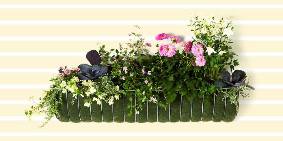 Window boxes add a quaint, cottage-chic touch to any style of home. These varieties are also a great gardening option for renters and city dwellers, or to keep certain plants away from burrowing critters.