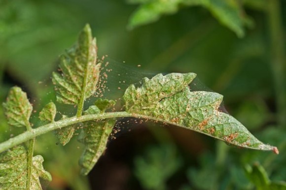 Spider mites on tomato leaves