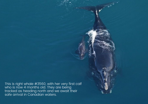 Your $10 can help save 400 whales.