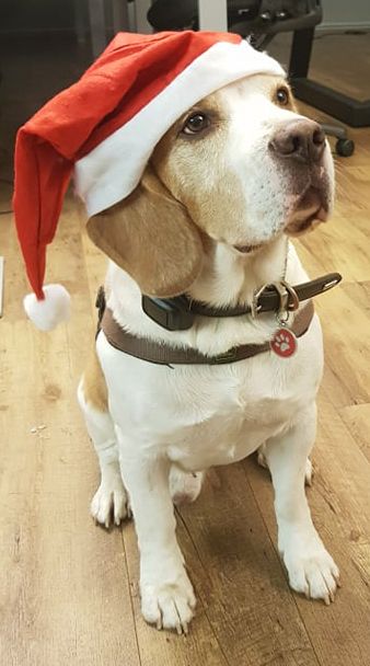 Smartie, one of our office dogs, is already embracing the holiday spirit.