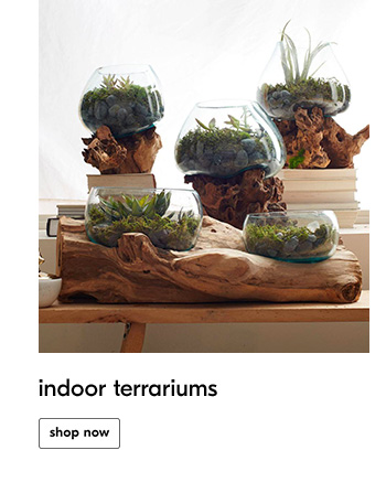 indoor terrariums