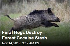 Feral Hogs Destroy Forest Cocaine Stash