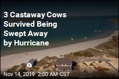 3 Castaway Cows Survived Being Swept Away by Hurricane
