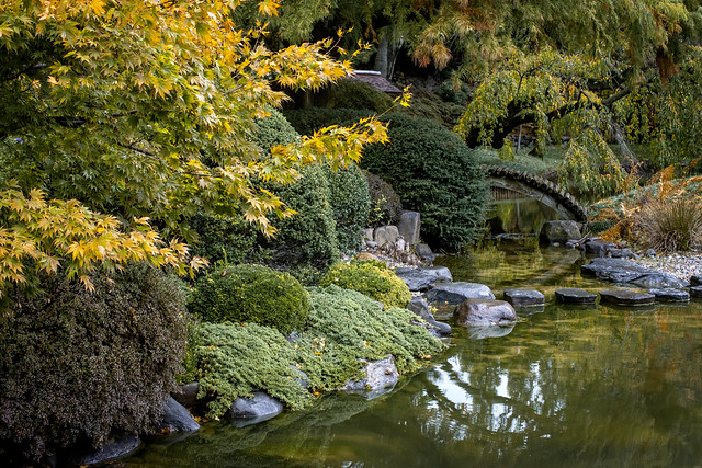 Tress with fall foliage, alongside a stream of water.