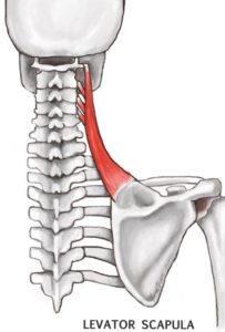 Levator Scapulae Massage: Options When It Doesn't Work