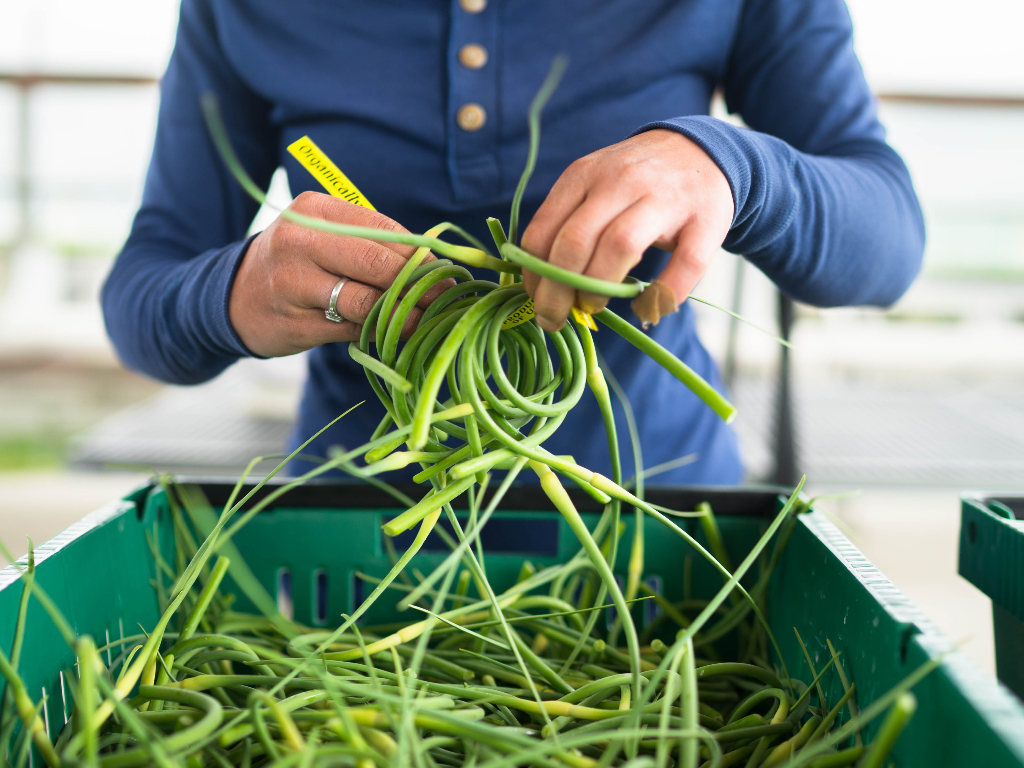 Person sorting vegetables in Skagit Valley, WA.