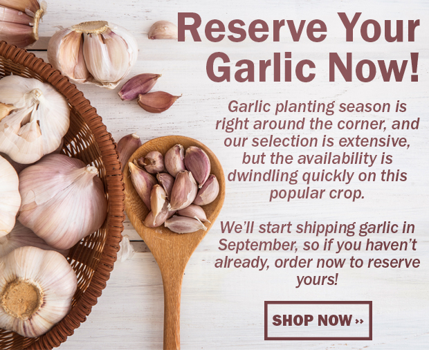 Garlic planting season is right around the corner, and our selection is extensive,  but the availability is  dwindling quickly on this popular crop.  We'll start shipping garlic in September, so if you haven't already, order now to reserve yours!