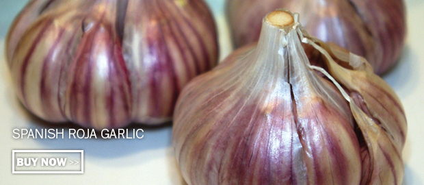 Click here to buy Spanish Roja garlic